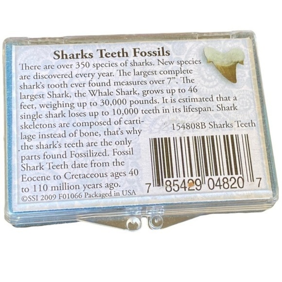 Sharks Teeth Fossils - Picture 6 of 6